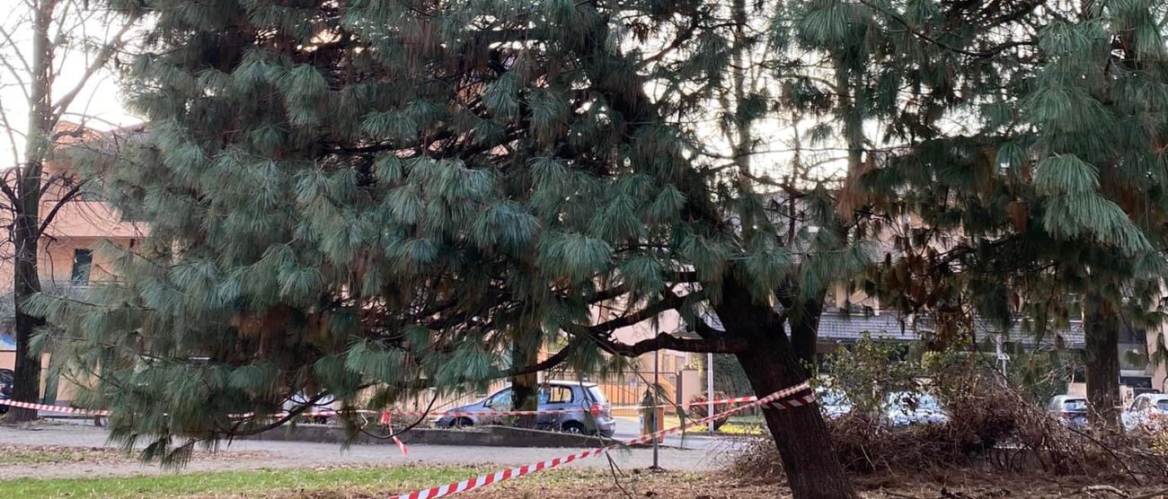 Lissone albero