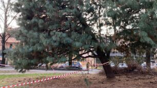 Lissone albero