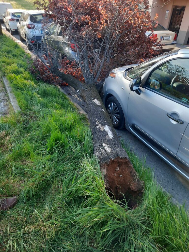 Paderno Dugnano vento alberi caduti su auto