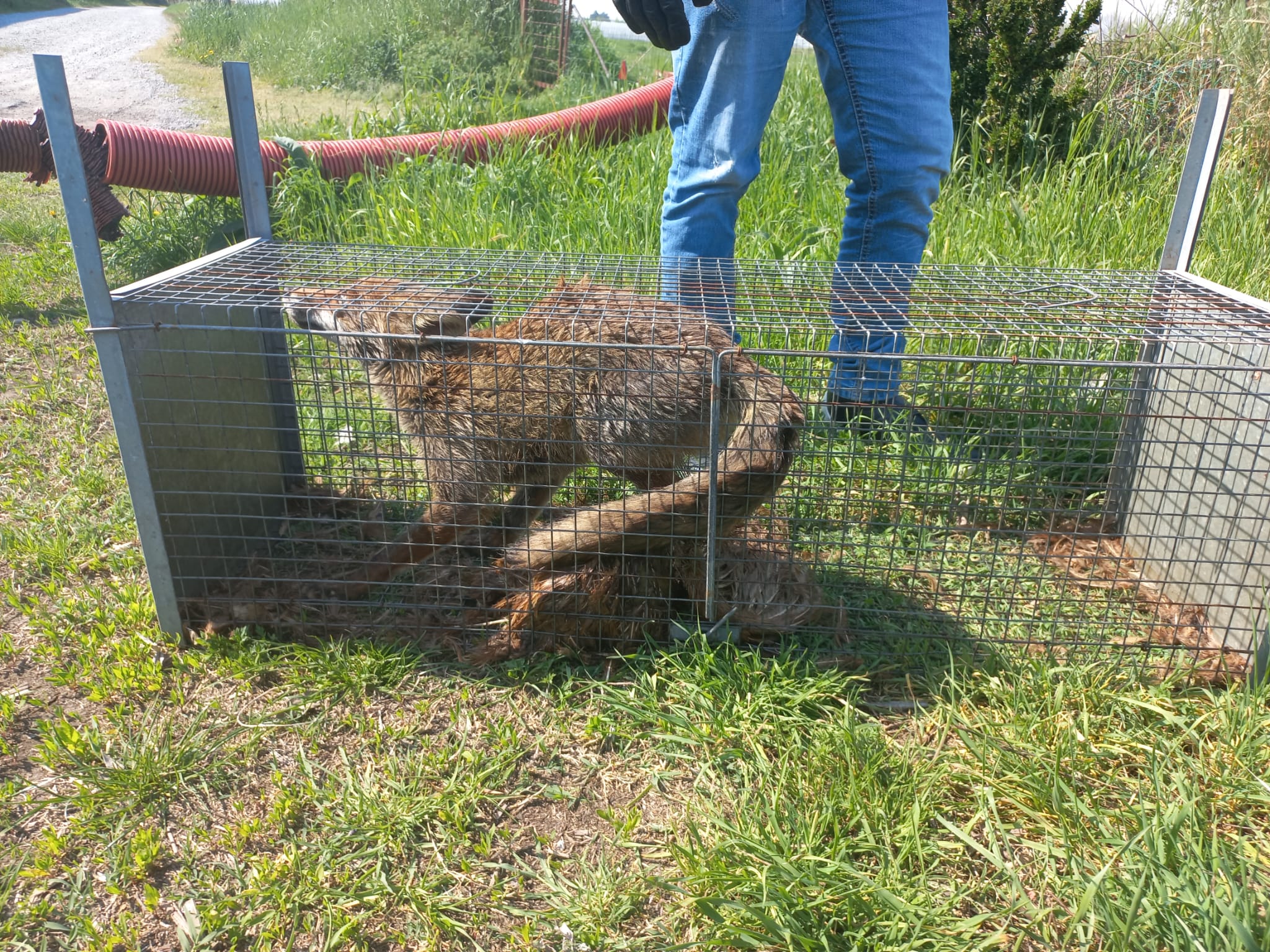 Gabbia Trappola Roulette Coraçao Lusitano - Per Piccoli Animali, Rimovibile, Per Cattura Umanitaria