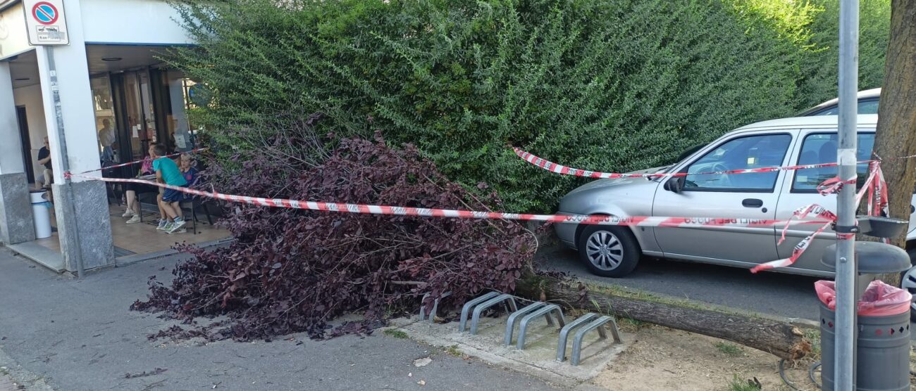 Uno dei rami precipitati al suolo