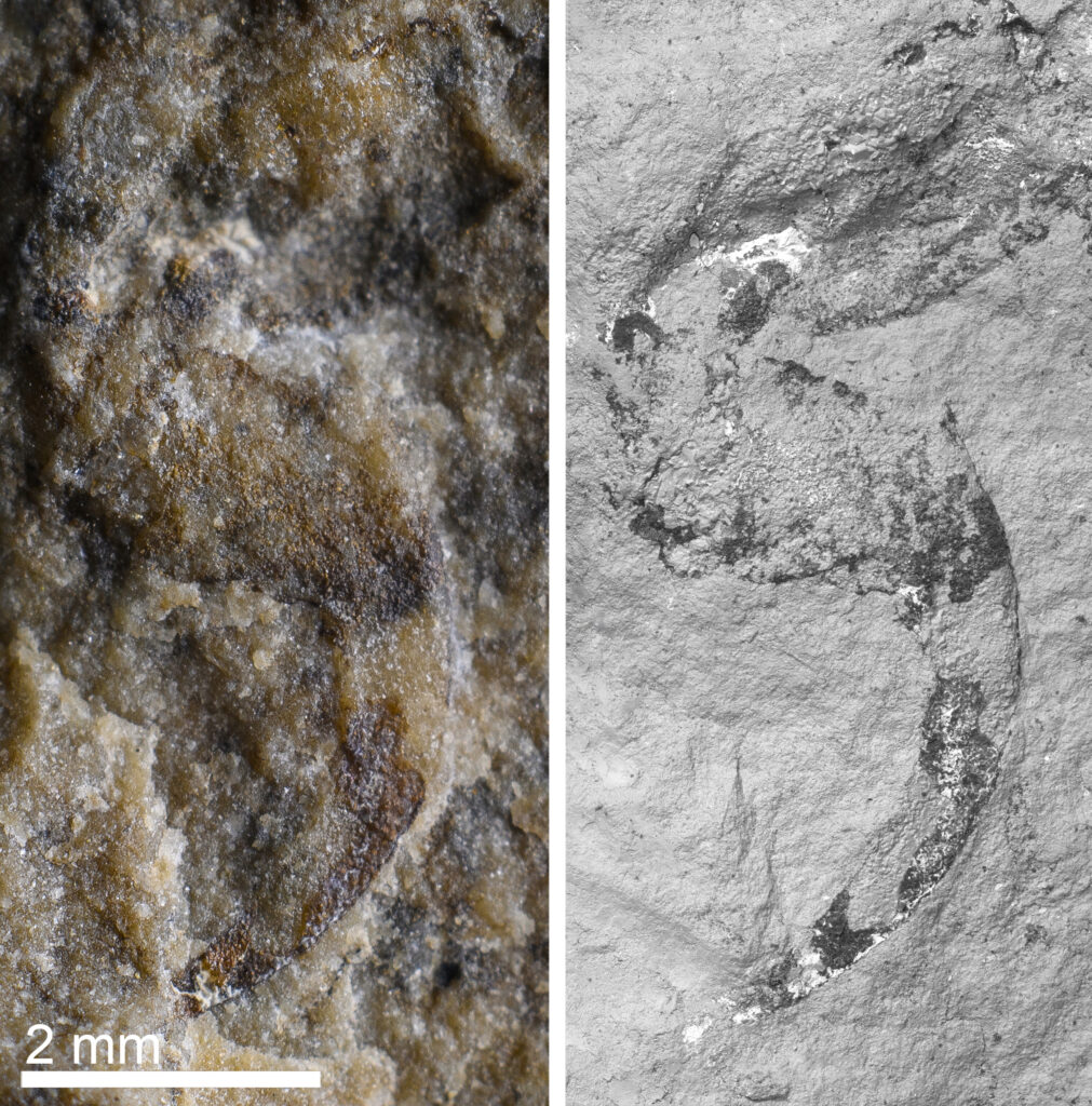 Particolare ingrandito dell’aculeo velenoso, ben appuntito, con cui termina la coda del primo scorpione fossile scoperto nel sito di Besano (Varese) e conservato al Museo di Storia Naturale di Milano. Foto di Gabriele Bindellini & Michele Zilioli