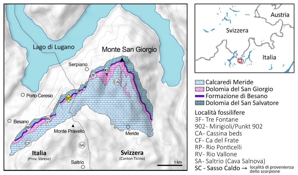 Il sito UNESCO di Monte San Giorgio, da cui proviene lo scorpione fossile, si trova fra Lombardia e Canton Ticino ed è protetto da entrambe le parti, proprio per tutelare un patrimonio paleontologico che è unico al mondo. Disegno di Gabriele Bindellini