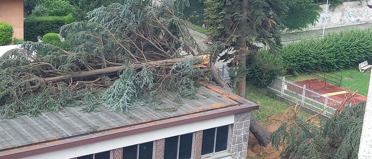 L'albero che si è abbattuto sull'Hensemberger di Monza