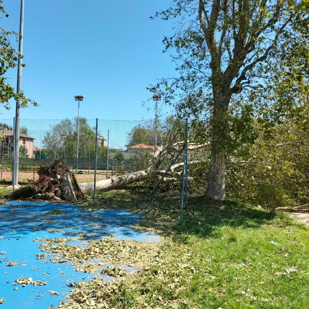 Desio albero caduto vicino all'area giochi