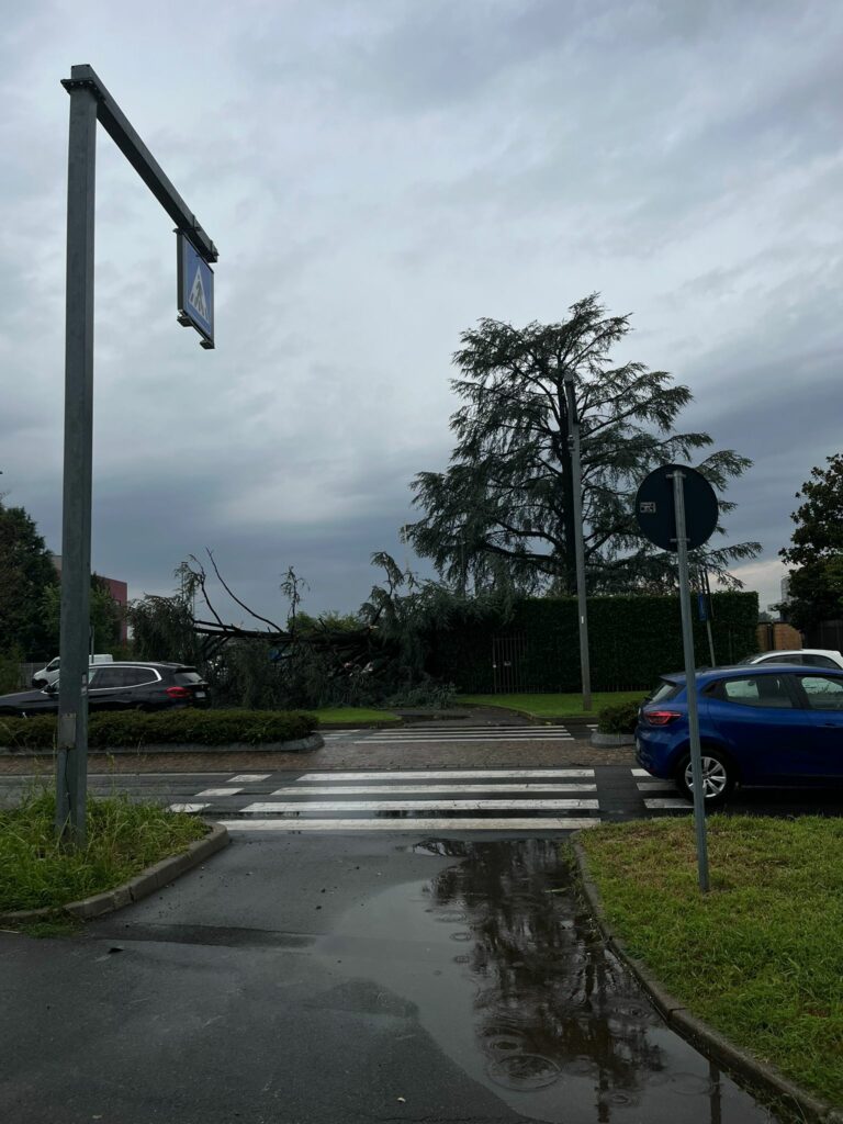 Meteo 24 luglio: Arcore albero Rovagnati