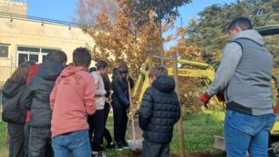 Monza piantumazioni