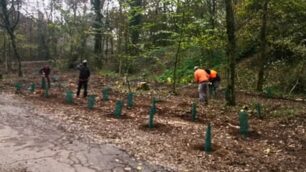 Piantumazione 953 alberi Parco di Monza