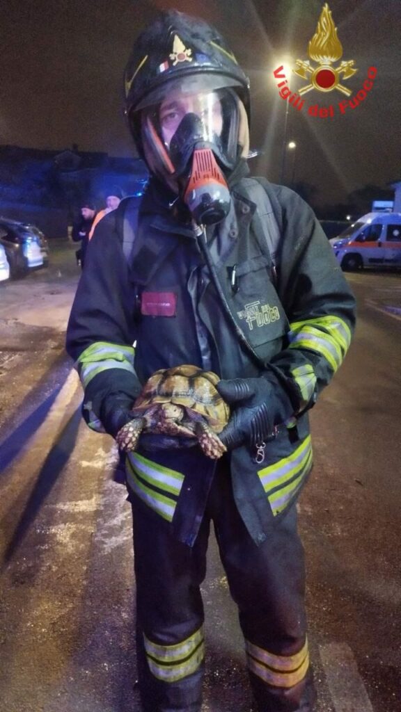 Incendio Limbiate via Roma tartaruga salvata - foto Vigili del fuoco MB