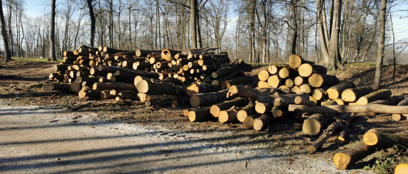 Parco di Monza - foto Fabrizio Radaelli