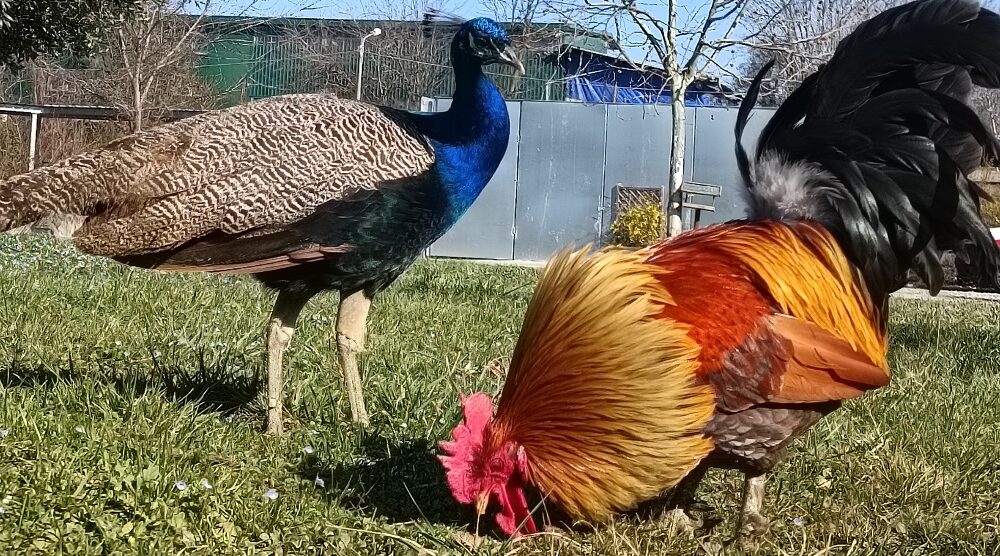 Enpa MB Pavone e gallo