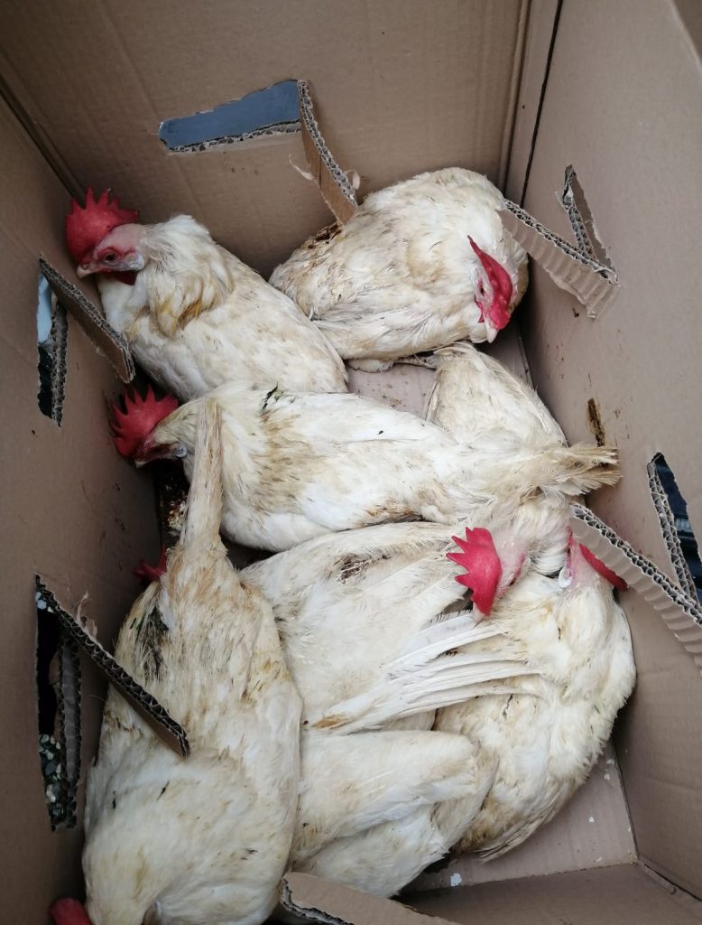 Enpa MB Sequestro galline - foto Enpa