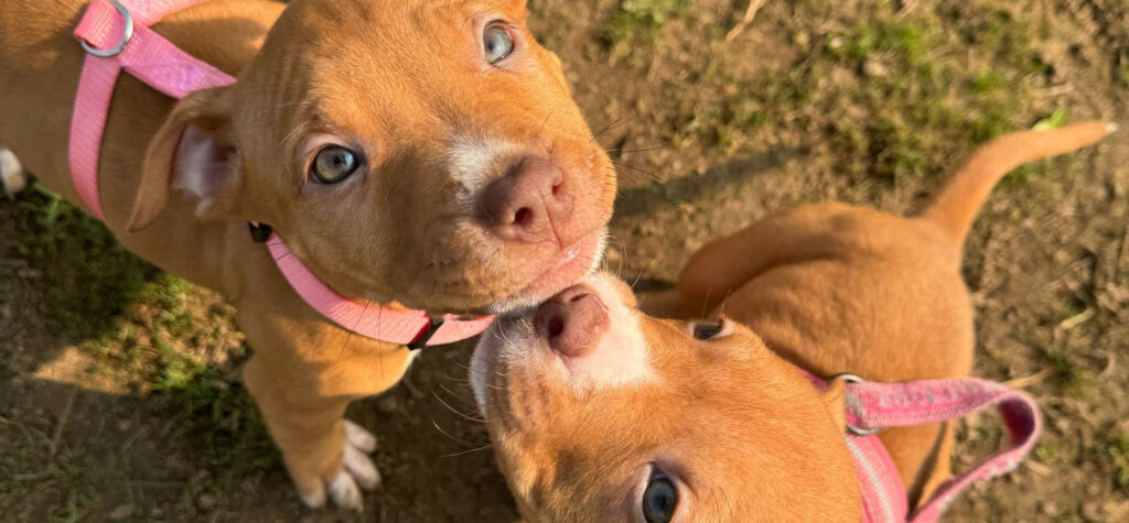 Cuccioli amstaff - evid