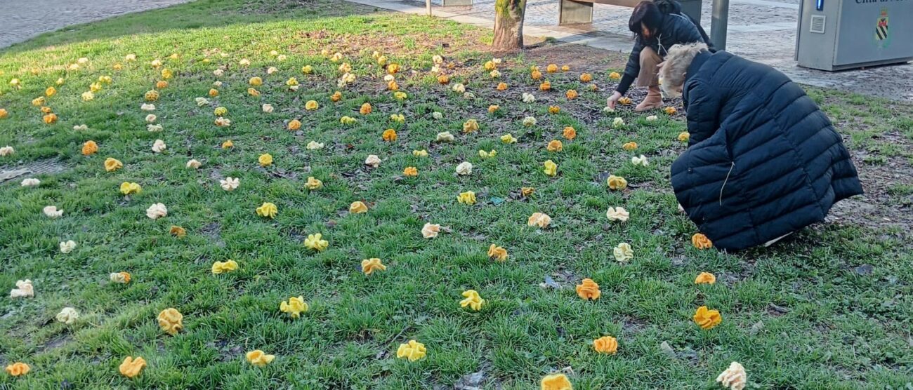 Meda fiori per l'8 Marzo