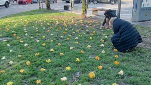 Meda fiori per l'8 Marzo