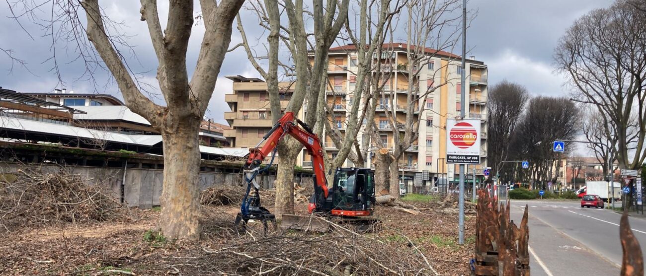 Monza via Buonarroti alberi - foto Fabrizio Radaelli