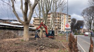 Monza via Buonarroti alberi - foto Fabrizio Radaelli