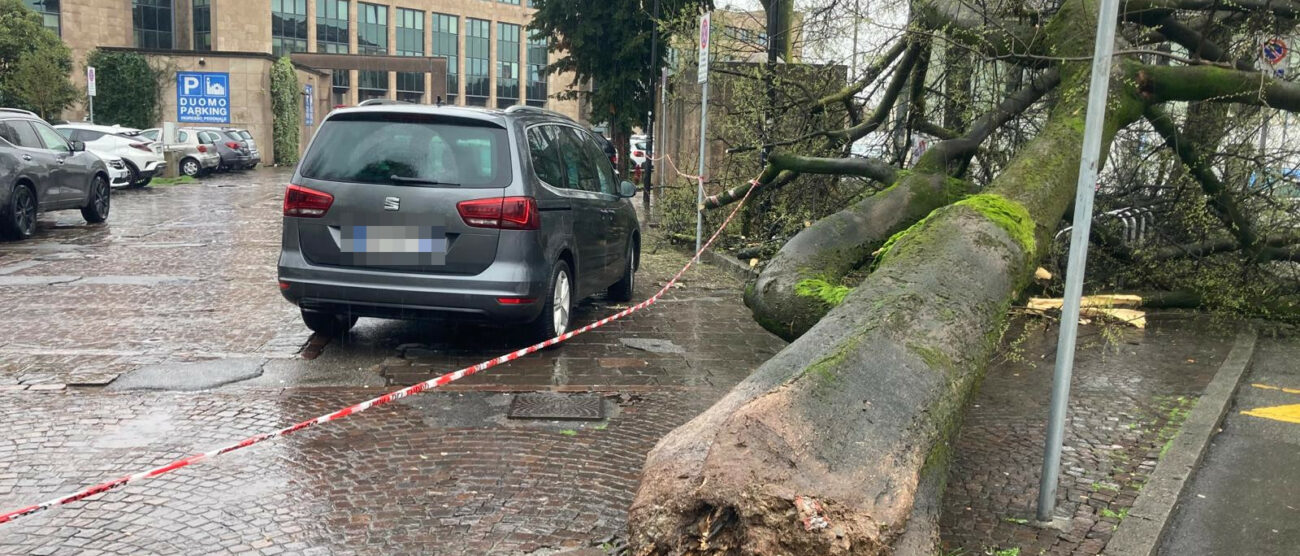 Monza albero caduto piazza Cambiaghi