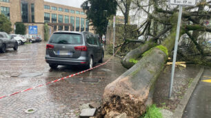 Monza albero caduto piazza Cambiaghi