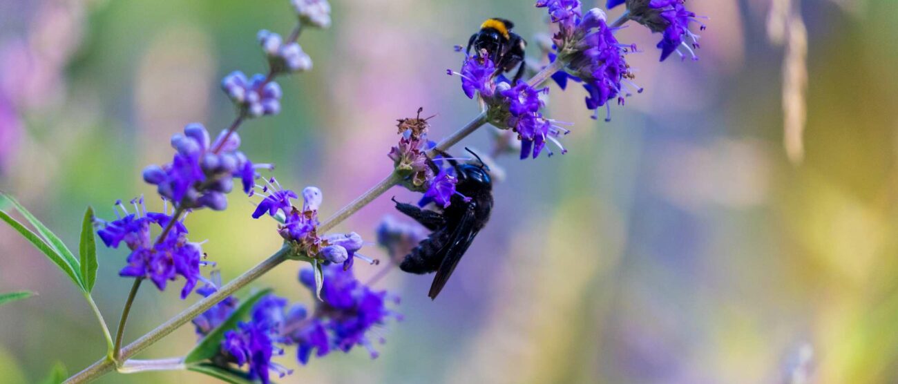 BioGro nel Parco delle Groane