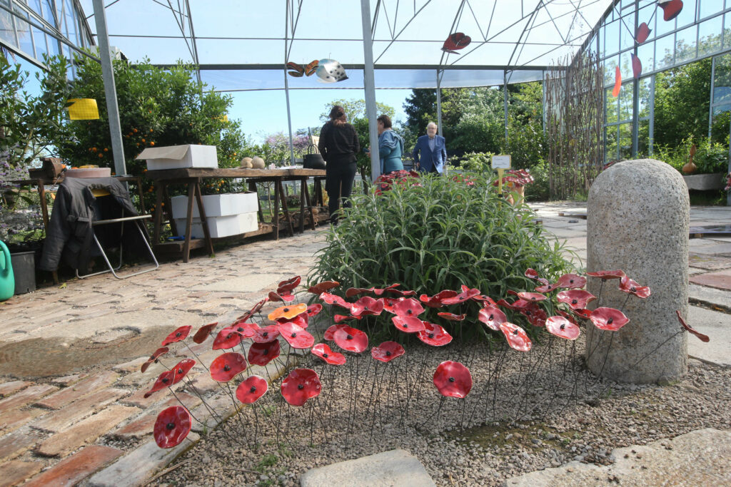 Monza papaveri L'Iride floricoltura Chiaravalli