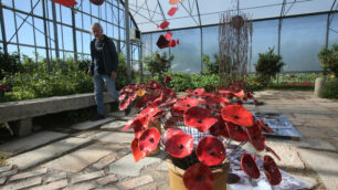 Monza papaveri L'Iride floricoltura Chiaravalli