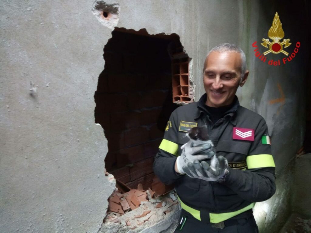 Vigili del fuoco Limbiate gattino