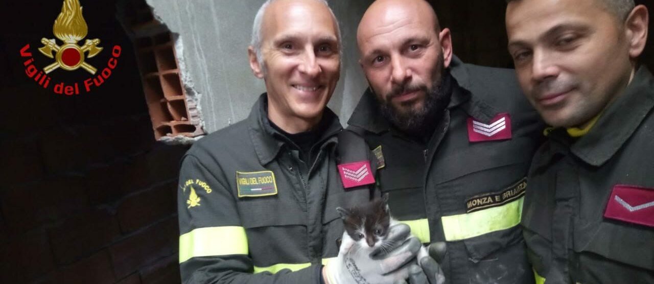 Vigili del fuoco Limbiate gattino