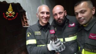 Vigili del fuoco Limbiate gattino