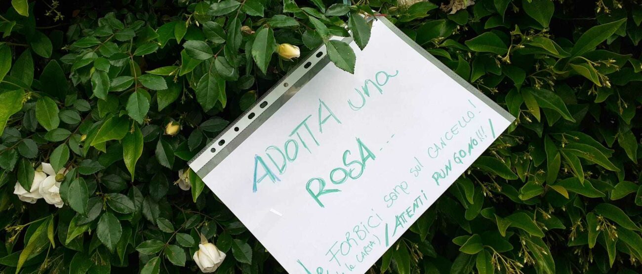 Paderno Dugnano Adotta una rosa