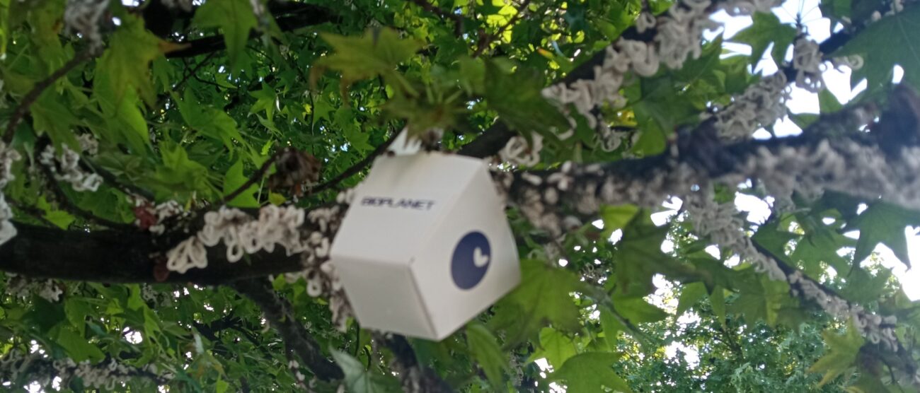 Vimercate casetta per Takahashia Japonica