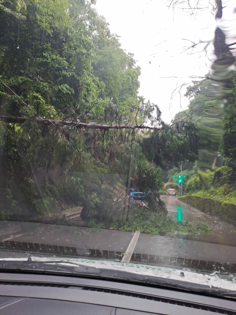 Seveso albero caduto su strada