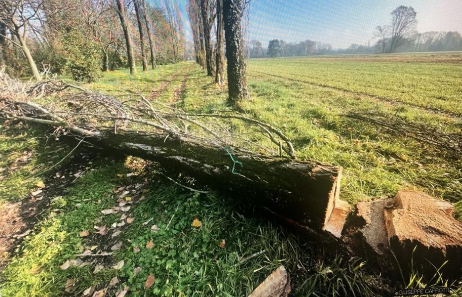 Albiate Caprotti riforestazione