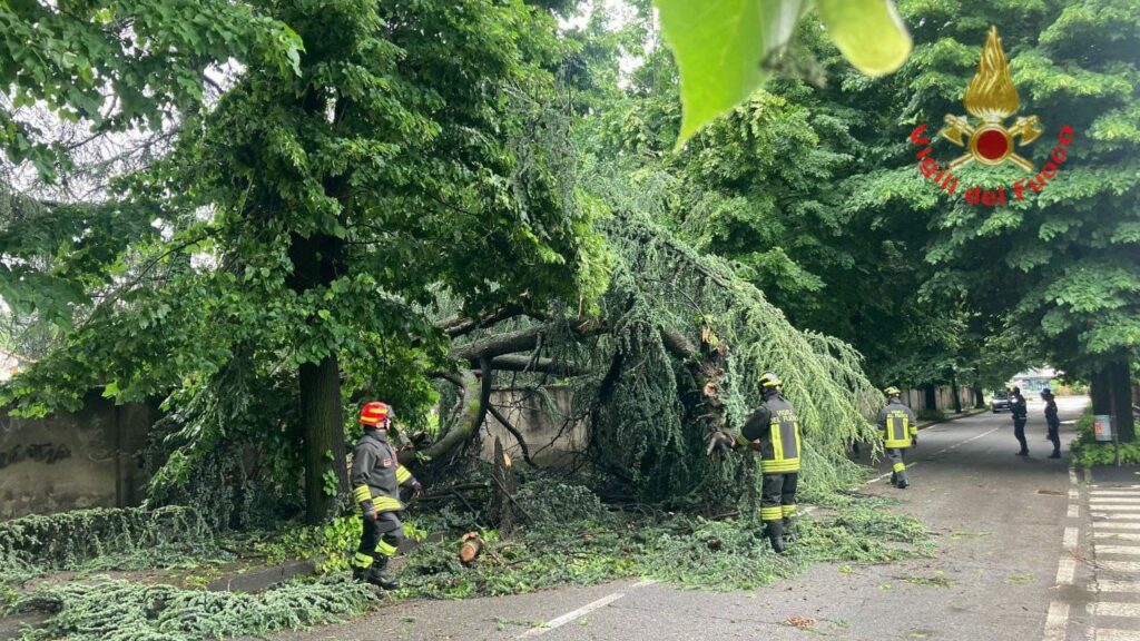 Il cedro precipitato a Vimercate