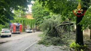 Il cedro precipitato a Vimercate