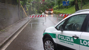 Seveso albero caduto su strada