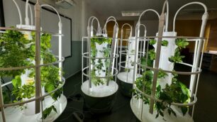 Lissone primaria De Amicis e Buonarroti progetto Green house