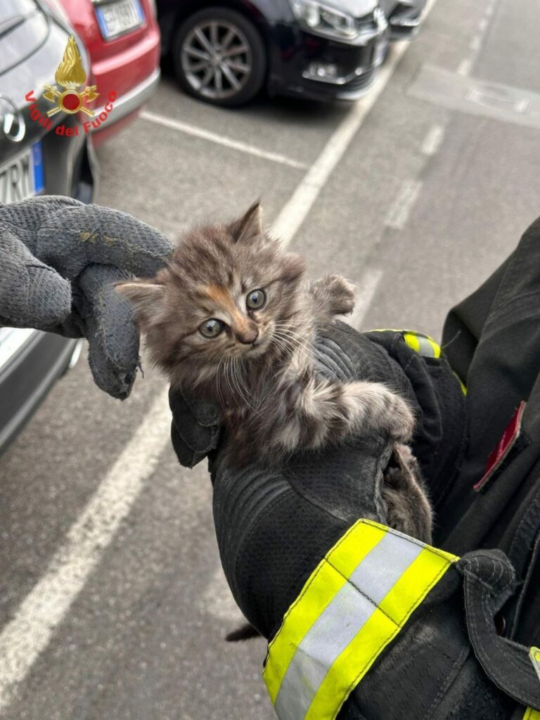 Lissone vigili del fuoco gattino