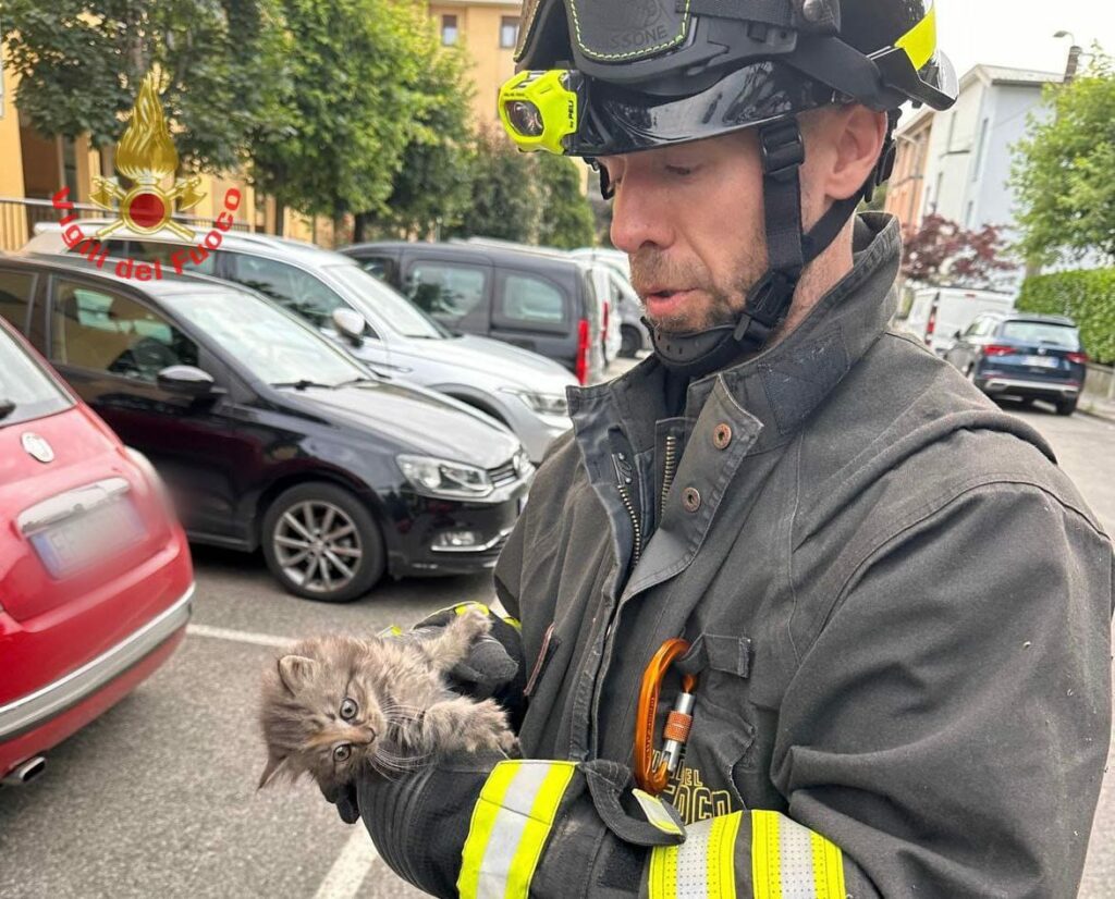 Lissone vigili del fuoco gattino