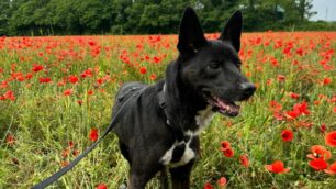 Cane Noir in un campo papaveri