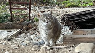 Monza gatto colonia felina