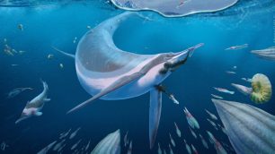 Ricostruzione artistica di un Besanosaurus impegnato a cacciare dei Phragmoteuthis, lontani parenti dei calamari. A sinistra, in secondo piano nuotano due piccoli ittiosauri del genere Mixosaurus e un gruppo di ammonoidi del genere Ceratites; a destra, in primo piano, un altro ammonoide del genere Serpianites. Disegno di Alessio Ciaffi. Fonte: Bindellini et al., 2024 - Postcranial anatomy of Besanosaurus leptorhynchus (Reptilia: Ichthyosauria) from the Middle Triassic Besano Formation of Monte San Giorgio (Italy/Switzerland), with implications for reconstructing the swimming styles of Triassic ichthyosaurs. Swiss Journal of Paleontology