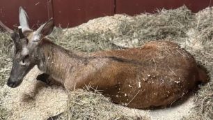 Solaro recupero cervo parco delle Groane