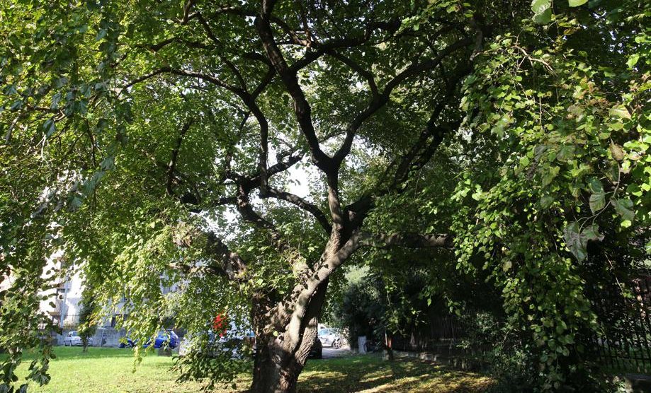 Monza gelso comunale via Guerrazzi