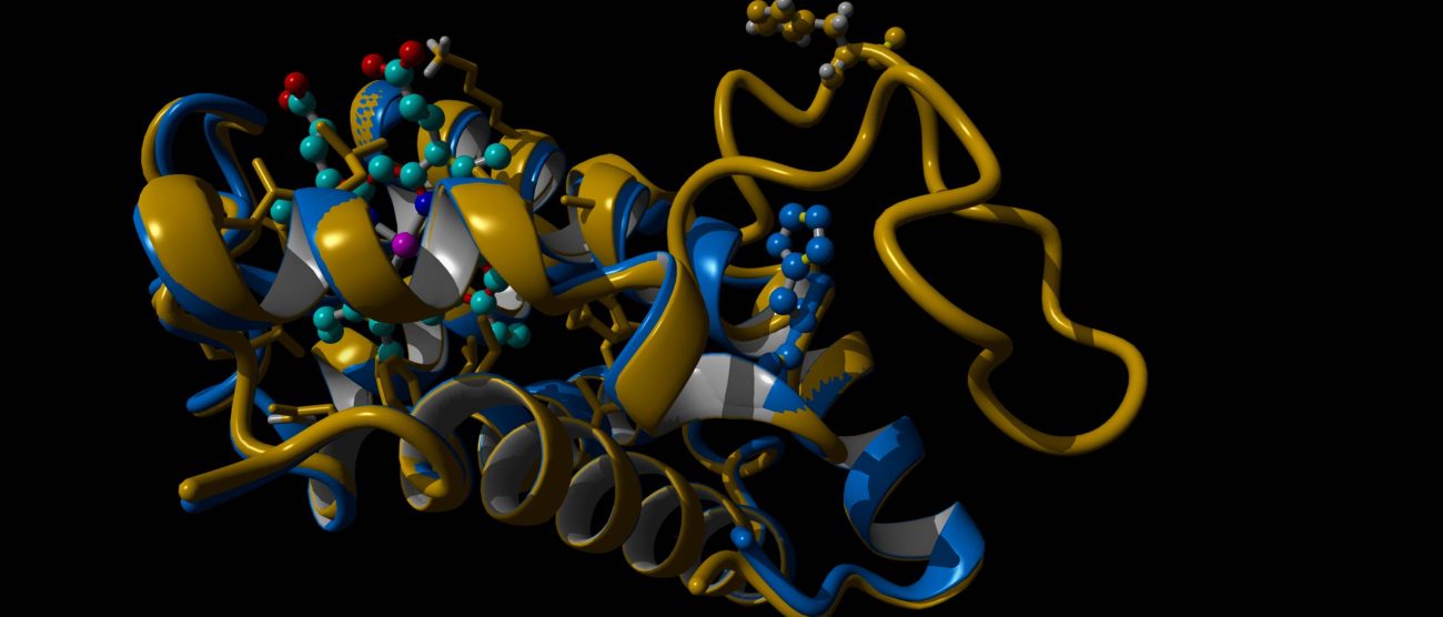 Il modello tridimensionale della catena beta dell’emoglobina Monza (in oro), ricostruito utilizzando l’intelligenza artificiale (AlphaFold), è stato sovrapposto alla catena beta di un’emoglobina normale (in blu). Si può notare come la struttura generale sia preservata, fatta eccezione per la duplicazione genetica che sporge chiaramente al di fuori della proteina (in alto a destra)