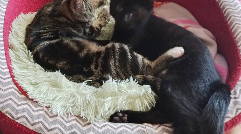 Gatti Acqua e Farina Enpa MB