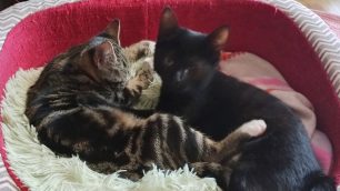 Gatti Acqua e Farina Enpa MB