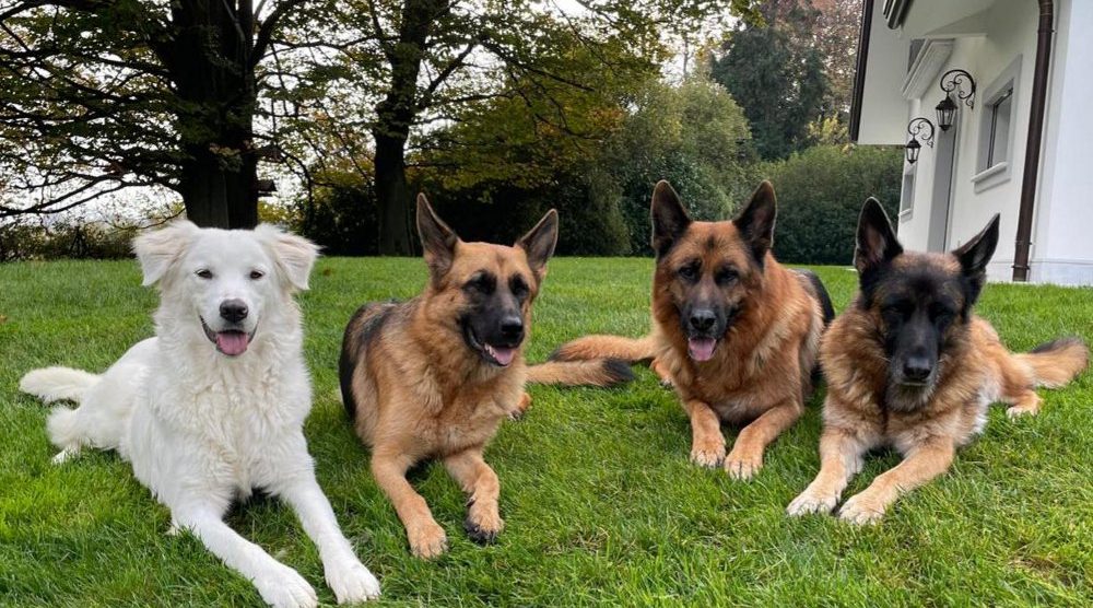 Enpa MB Nives in giardino con altri cani