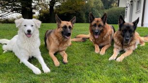 Enpa MB Nives in giardino con altri cani