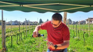 Lentate sul Seveso vino Copreno